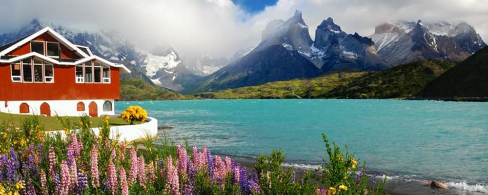 Lupines and Cuernos del Paine